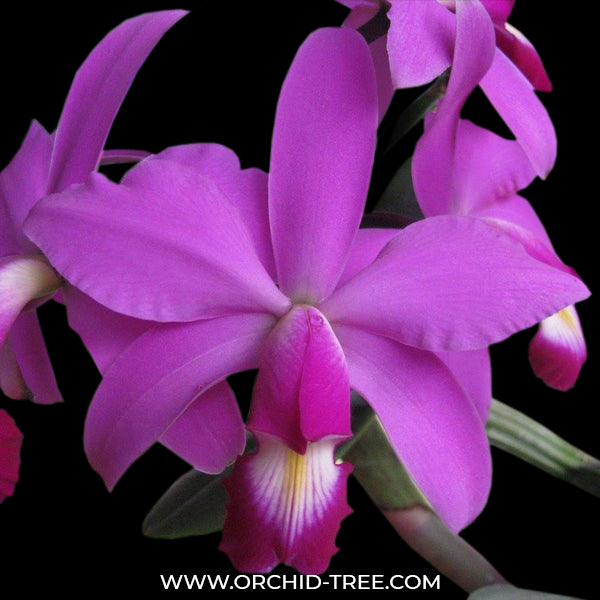 Cattleya violacea sp. - BS