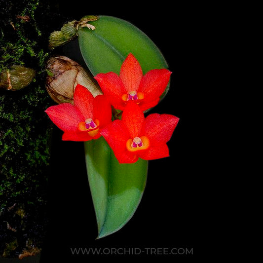 Cattleya (Sophronitis) cernua sp. Orchid Plant - BS