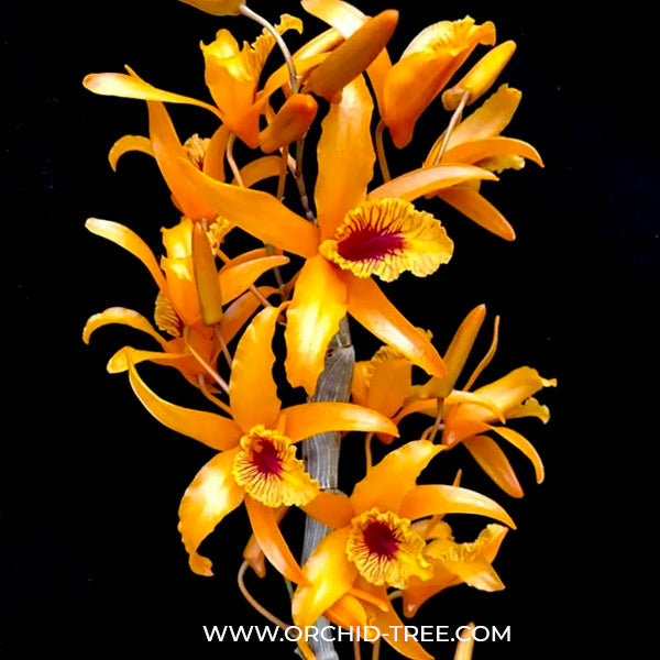 Dendrobium Chantaboon Sunrise Orchid Plant - BS - Buy Orchids Plants Online by Orchid-Tree.com