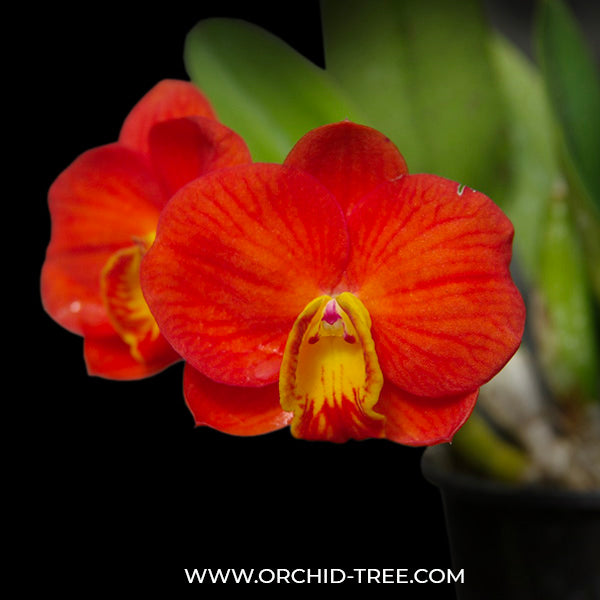 Cattleya Chief Gem 'Red Jewel' - BS ( Miniature)