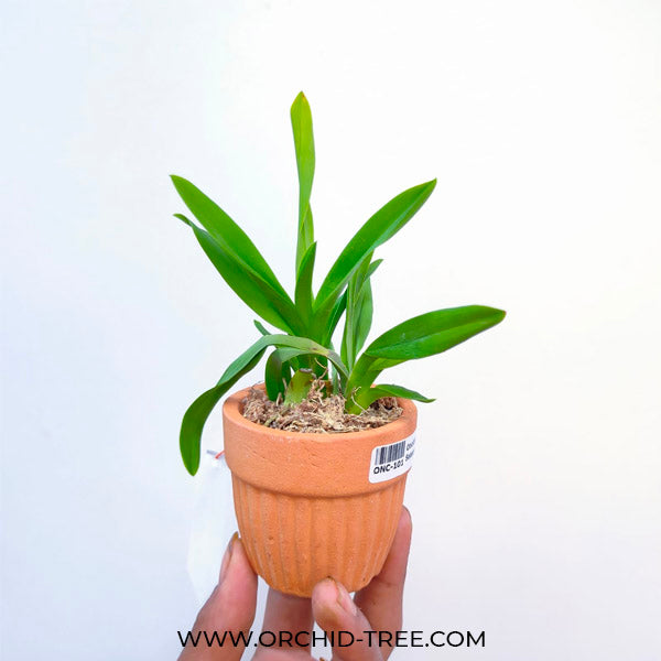Oncidium Cherry Season - MS