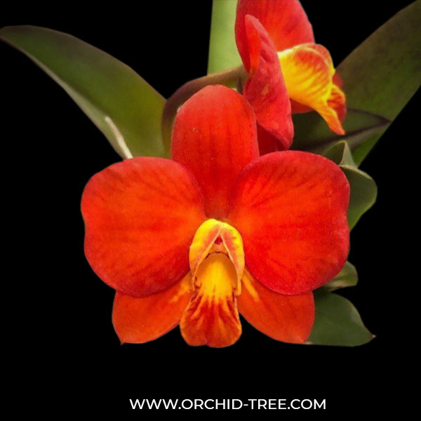 Cattleya Chief Gem 'Red Jewel' - BS ( Miniature)