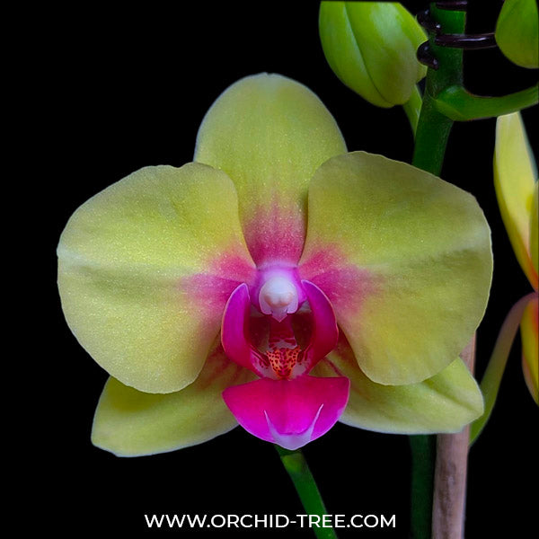 Phalaenopsis Ching Ann Angel - FF