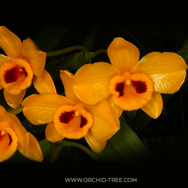 Dendrobium chrysanthum sp. - BS