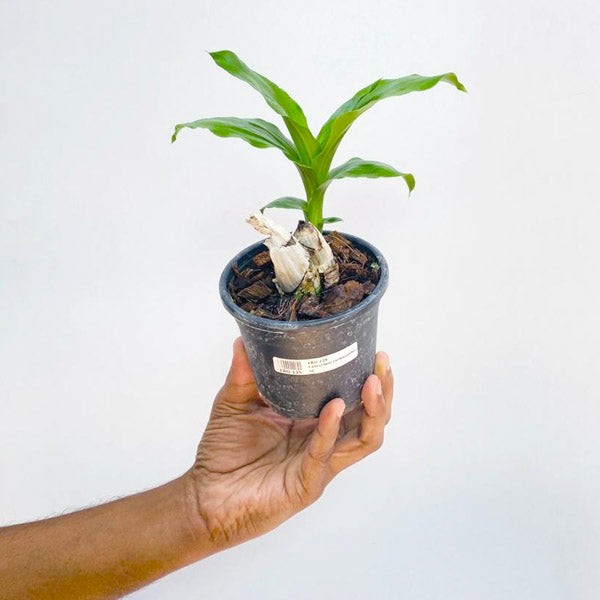 Catasetum cirrhaeoides sp. - BS