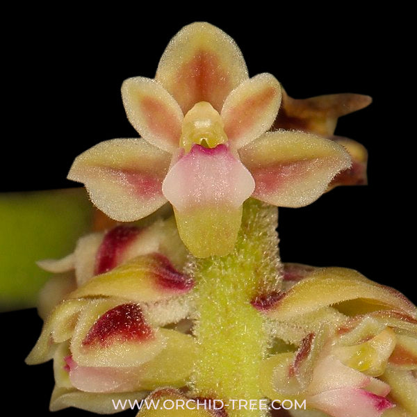 Cleisomeria pilosula - BS
