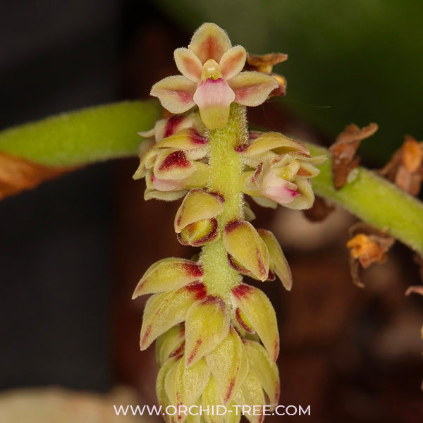 Cleisomeria pilosula - BS