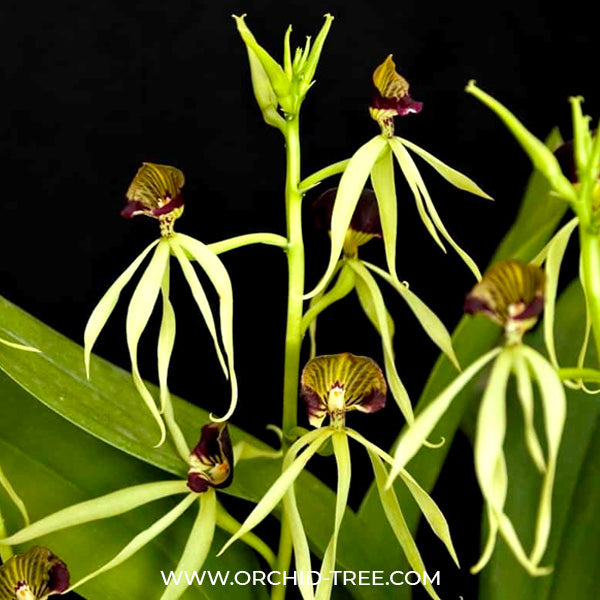Encyclia cochleata sp. - BS