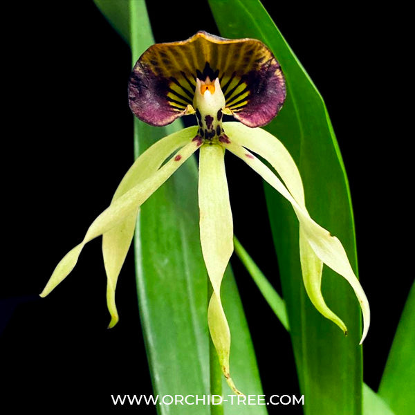 Encyclia cochleata sp. - BS