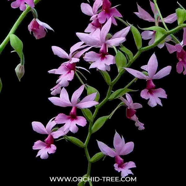 Calanthe rubens - FF
