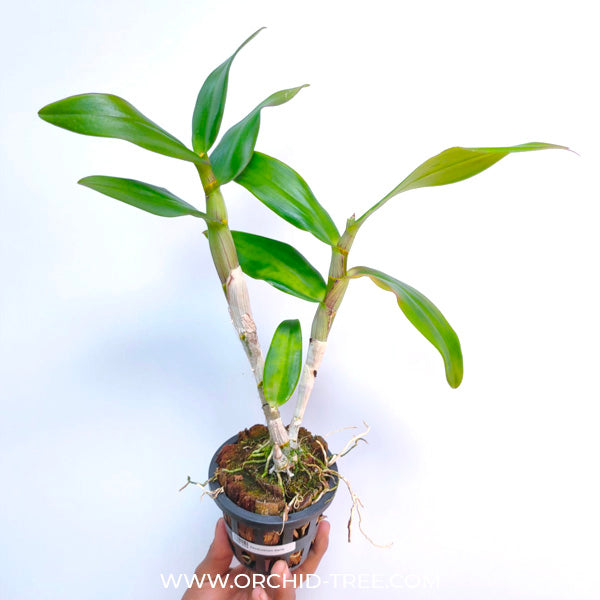 Dendrobium Darly - FF
