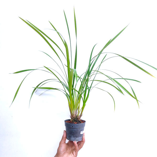 Cymbidium dayanum Red sp. - | BS