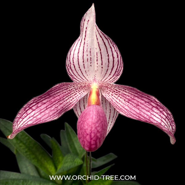 Paphiopedilum Delrosi - BS