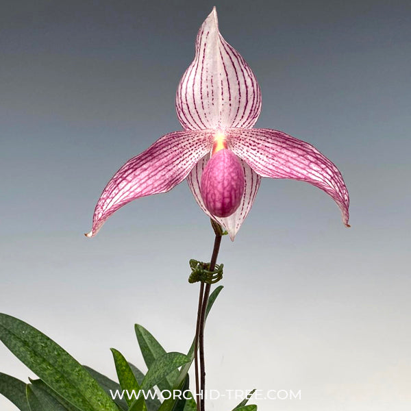 Paphiopedilum Delrosi - BS