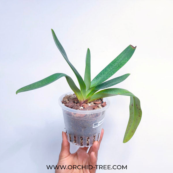 Paphiopedilum Delrosi - BS
