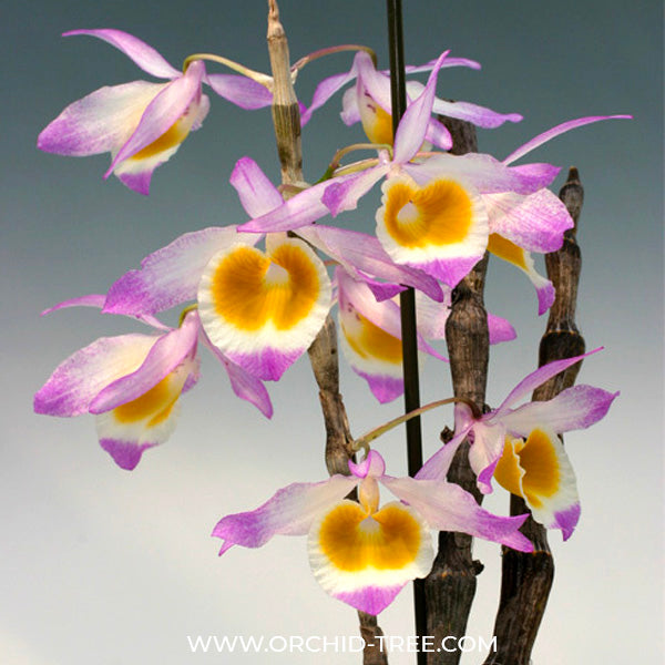 Dendrobium gratiosissimum sp. - BS