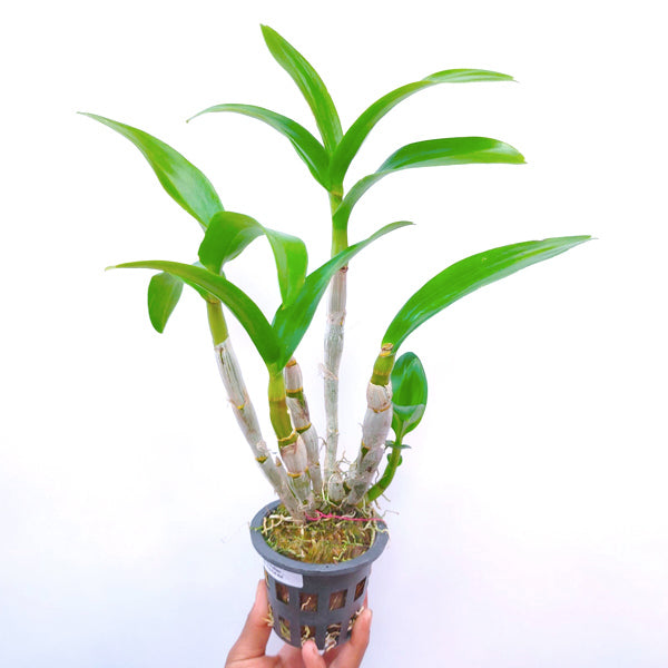 Dendrobium King Red Star- BS