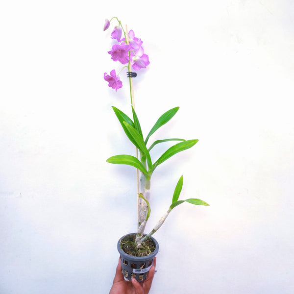 Dendrobium Purple Wave - BS