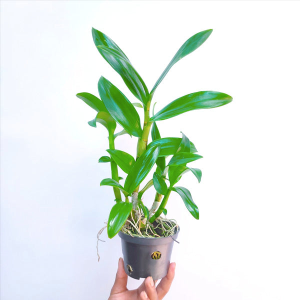 Dendrobium Wooleng - BS