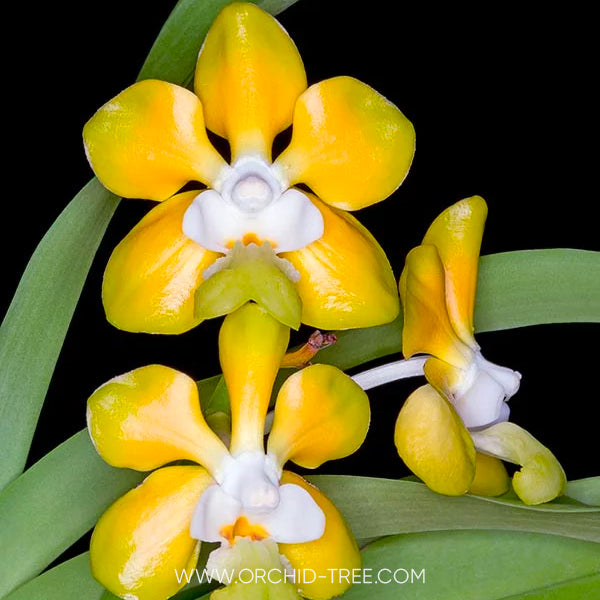 Vanda denisoniana sp. - BS - Buy Orchids Plants Online by Orchid-Tree.com