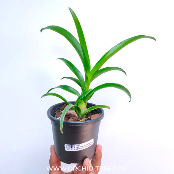 Cattleya Snowflake (Dialaelia Snowflake)- FF