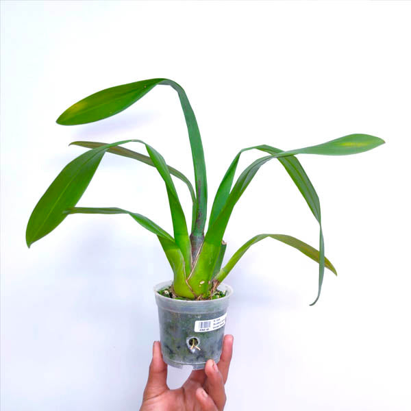 Oncidium (Alcra.) Memoria Donald Yamada - BS