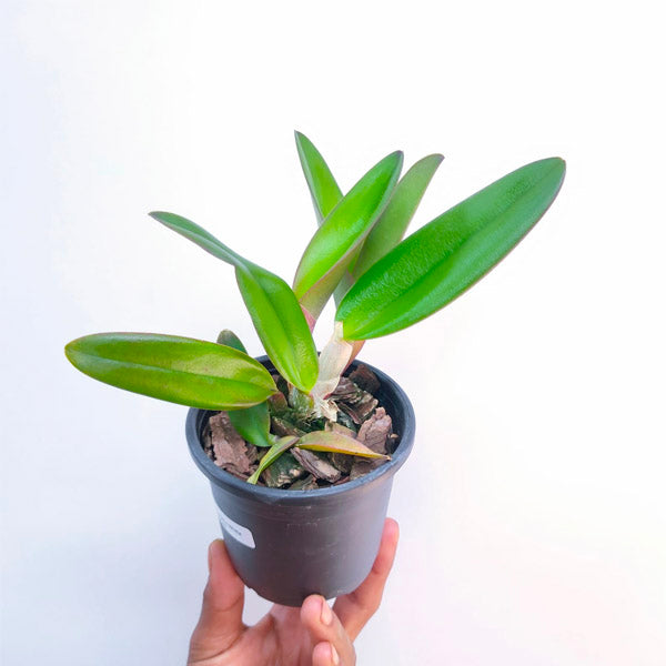 Cattleya Rlc.Duh's White 'Peppa Pig' - BS