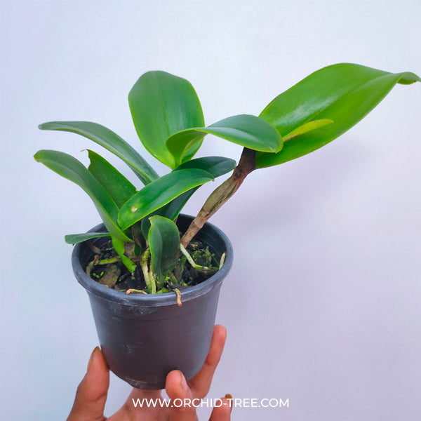 Cattleya Edgard Stars - BS