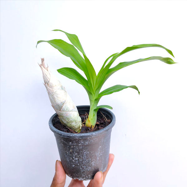 Clowesetum Emerald Prince Green - | BS
