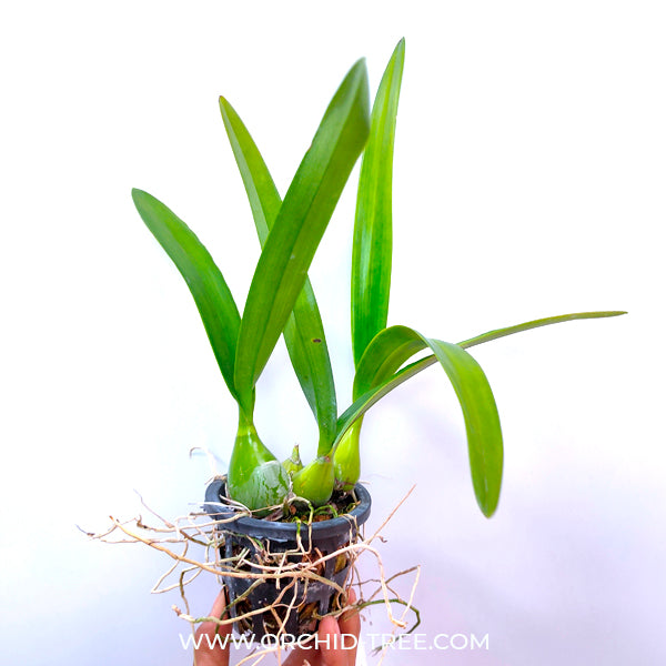 Encyclia cordigera x cordigera alba - BS