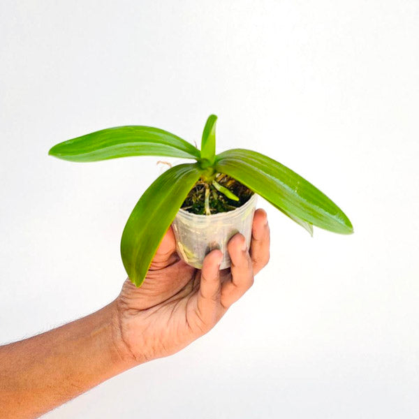 Phalaenopsis equestris var. rosea sp. - BS