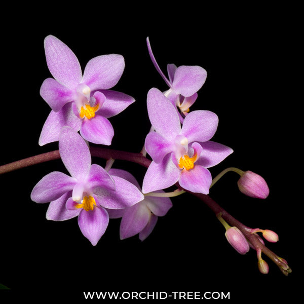 Phalaenopsis equestris var. rosea sp. - BS