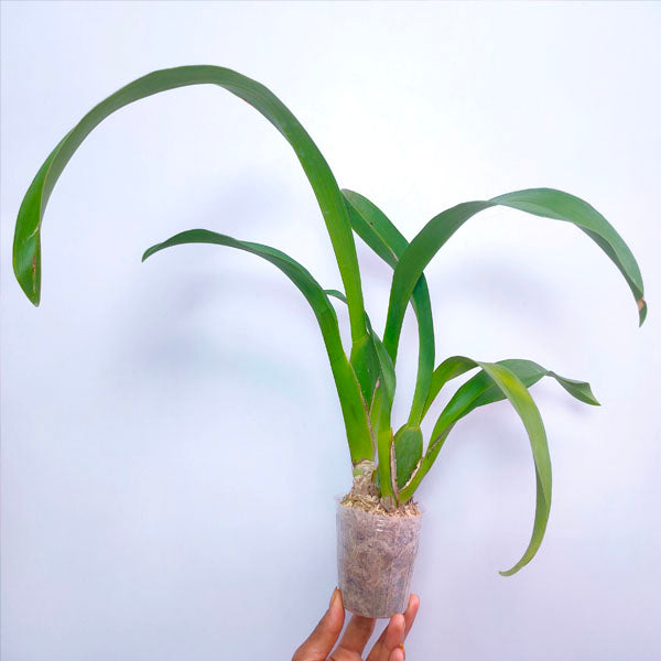 Oncidium (Odbrs.) Fangtastic Bob Henley HOF #4 - BS