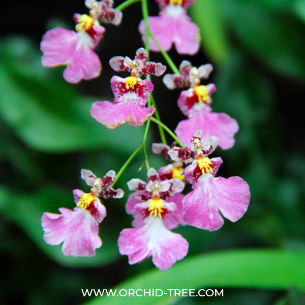 Oncidium Cherry Season - MS