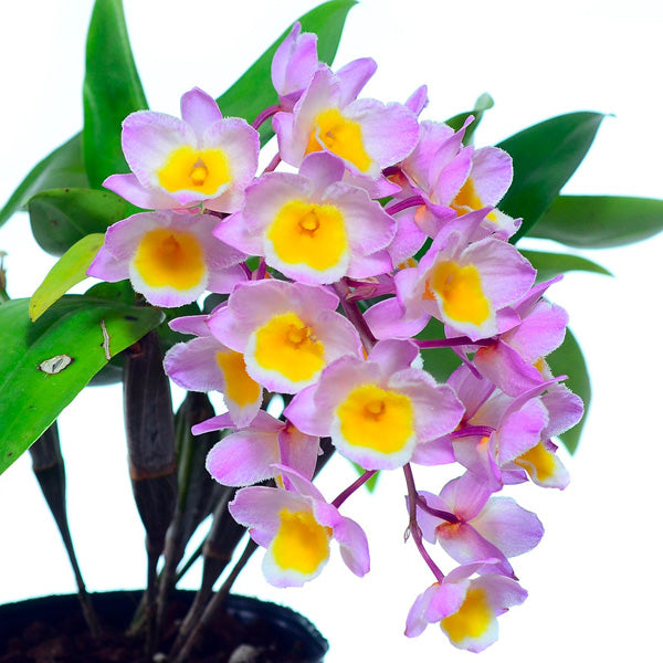Dendrobium farmeri sp. Pink - BS
