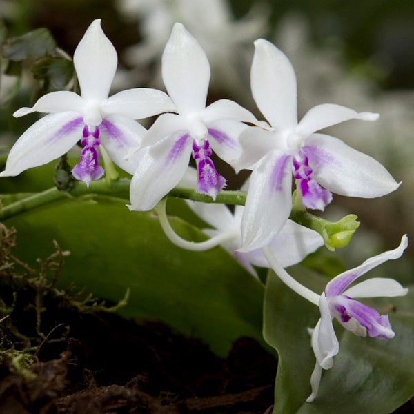 Phalaenopsis fimbriata sp. - Without Flowers | BS