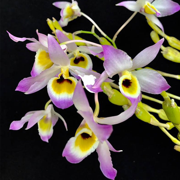 Dendrobium findlayanum sp. - | BS