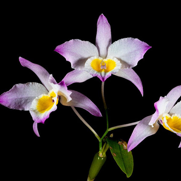 Dendrobium findlayanum sp. - | BS
