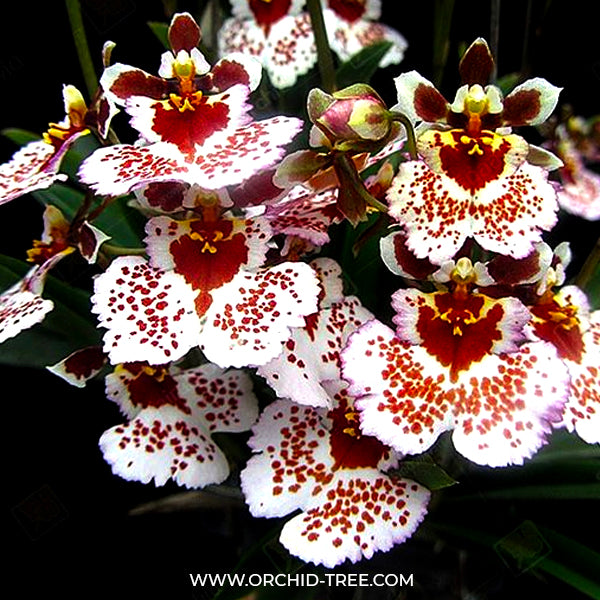 Tolumnia Jairak Firm Spotty - BS