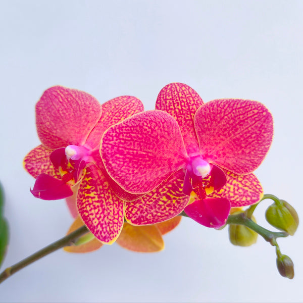 Phalaenopsis Blake Red - FF