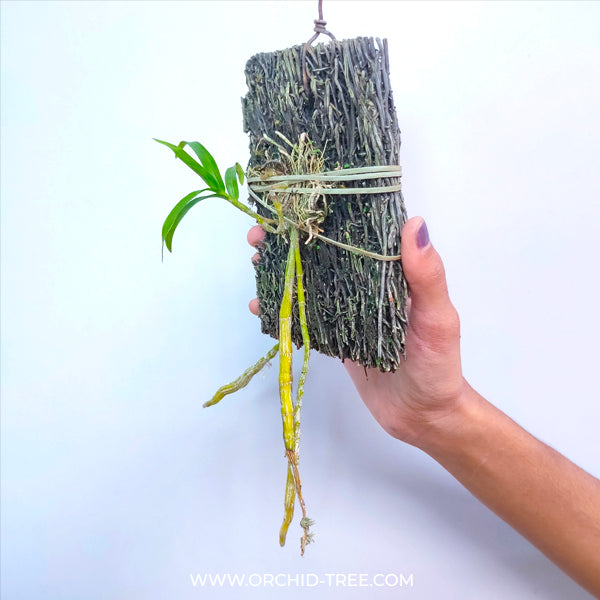 Dendrobium fimbriatum sp. - BS