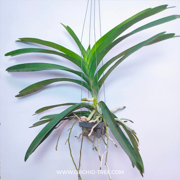 Vanda Fuch Harvest Moon x Dhongchai Pulsawat # 421 - BS