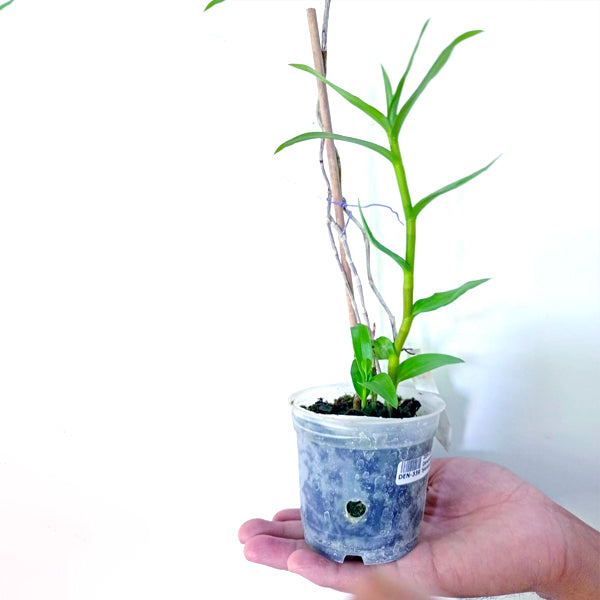 Dendrobium fytchianum sp. - Without Flowers | BS