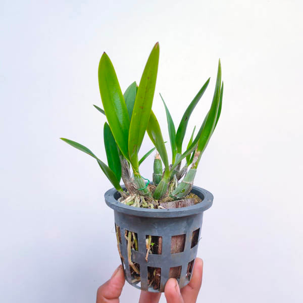 Cattleya (Brougtonia) White Jet Set - BS