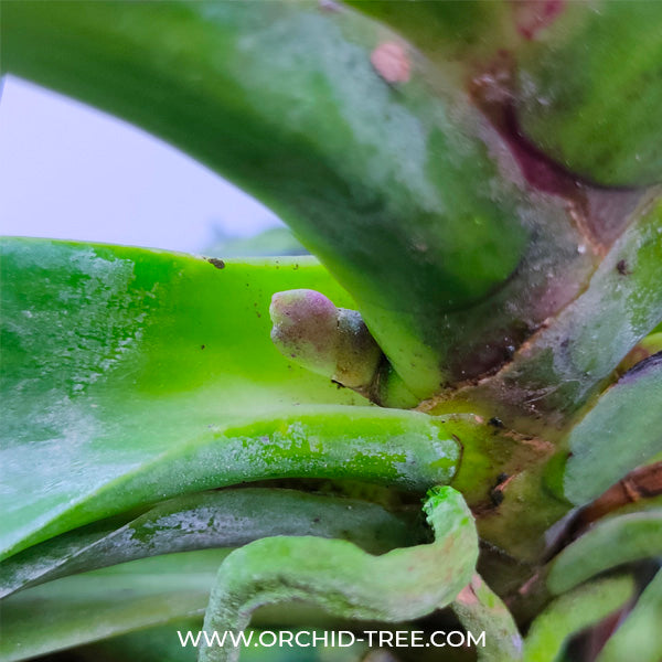 Rhynchostylis gigantea Plai sp. - FF - Buy Orchids Plants Online by Orchid-Tree.com
