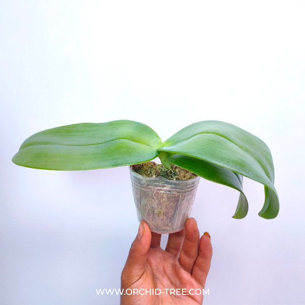 Phalaenopsis gigantea sp. - BS