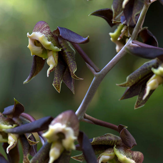 Catasetum Gnomus 'Jumbo' Orchid Plant - BS