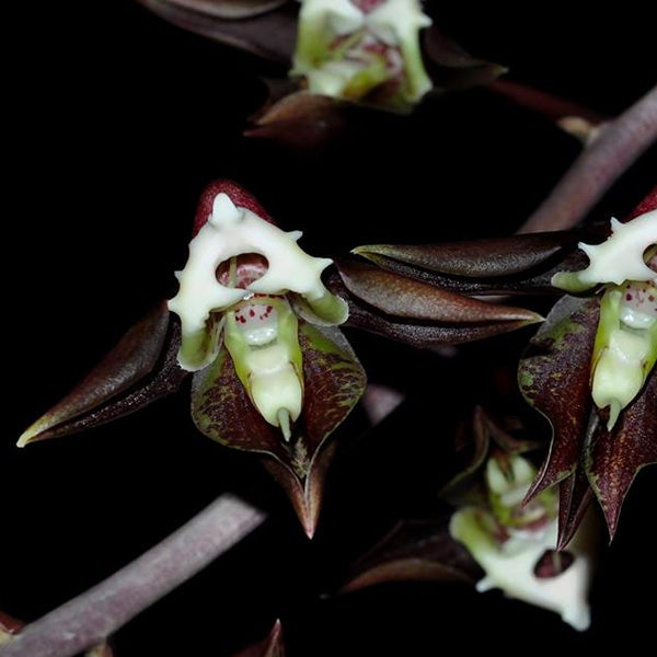 Catasetum Gnomus 'Jumbo' - BS