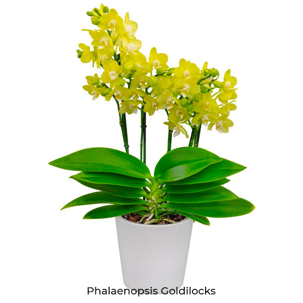 Phalaenopsis Seedling Combo SS | Pack of 10