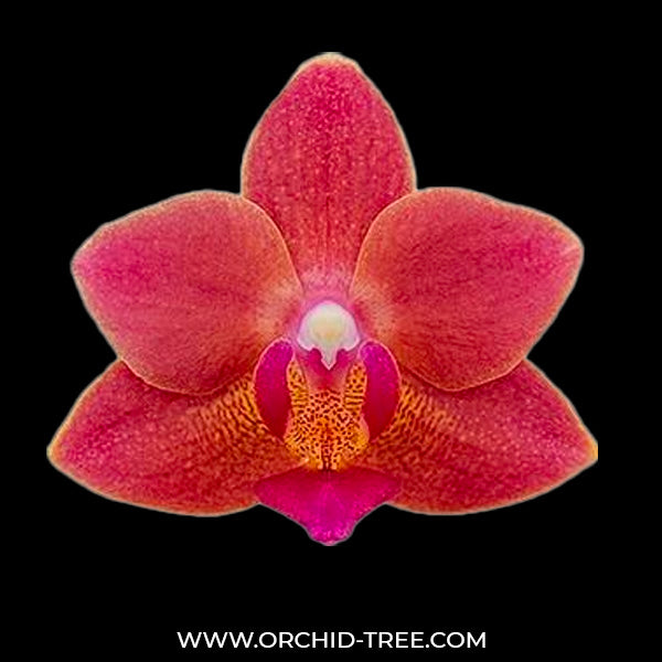 Phalaenopsis Goodnight Kiss - FF